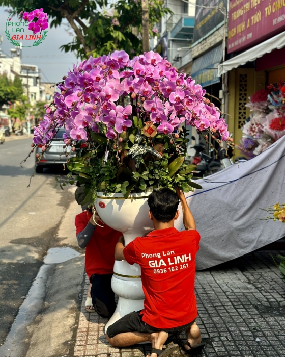 Chậu lan hồ điệp Hồng Trọn tình sắc xuân