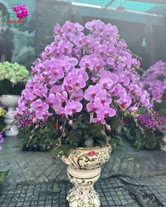 Chậu lan hồ điệp Hồng Trọn tình sắc xuân