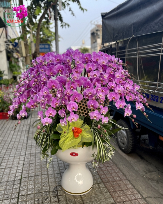 Chậu Lan Hồ Điệp Hồng Tươi Mới