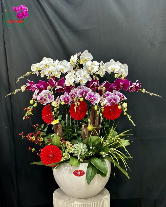 Chậu lan hồ điệp kết hợp chưng tết Chúc mừng năm mới