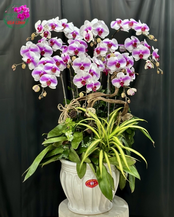 Chậu lan hồ điệp kết hợp Hòa khí ấm êm