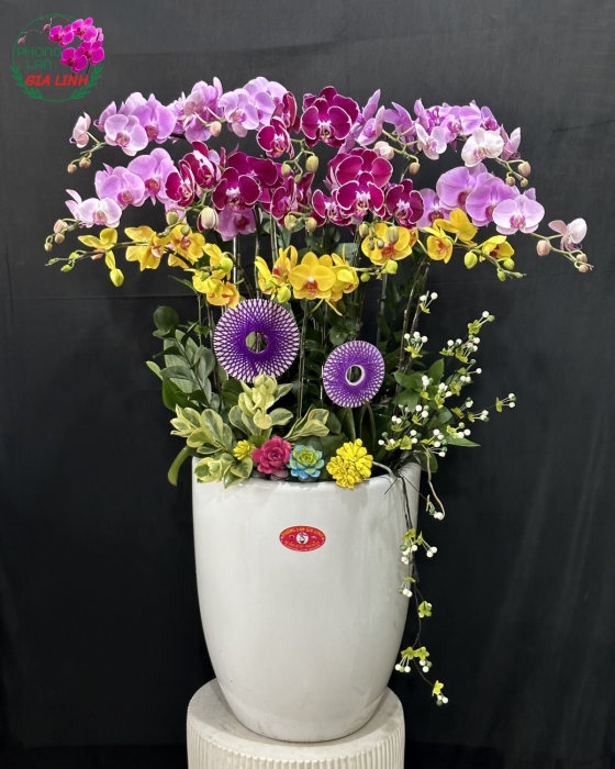 Chậu lan hồ điệp phối mẫu Phú quý vạn lộc