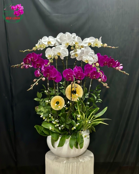 Chậu lan hồ điệp kết hợp Thắng lợi về tay