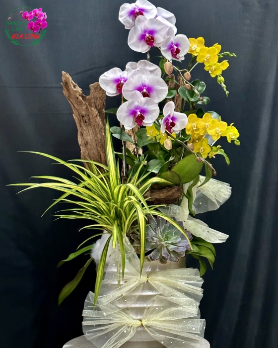 Chậu lan hồ điệp kết hợp Tràn đầy hi vọng