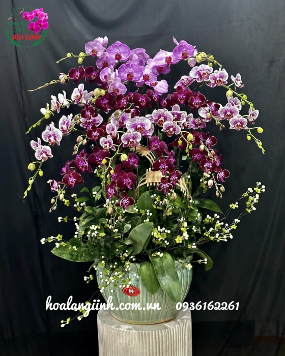 Chậu lan hồ điệp đa sắc kết hợp Vạn sự phát tài