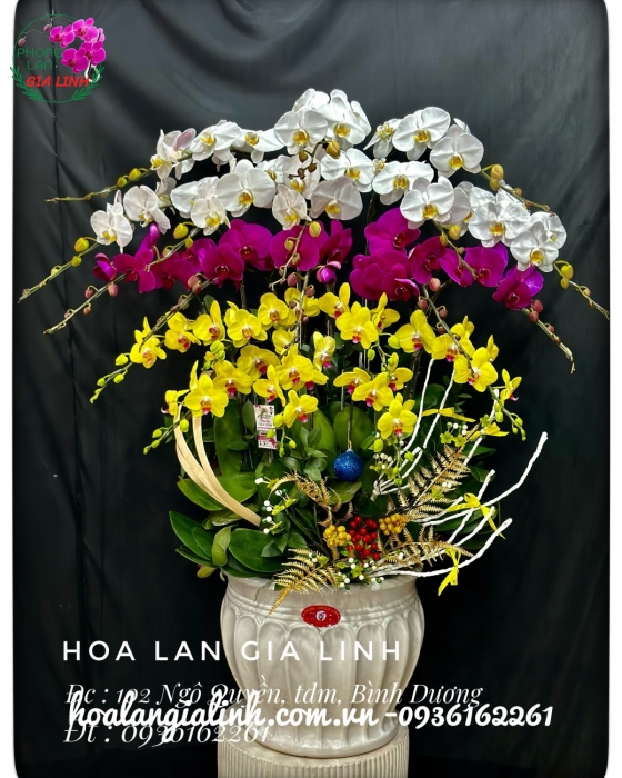 Chậu lan hồ điệp kết hợp Vững bước thành công
