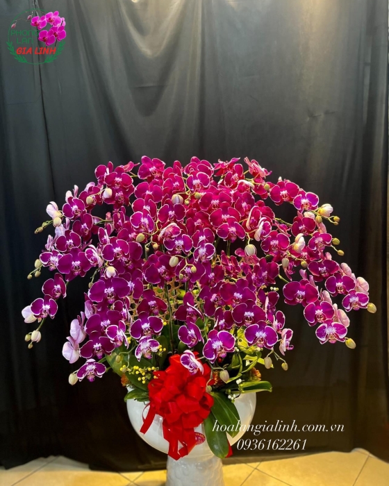 Chậu lan hồ điệp màu tím đậm lớn đẹp