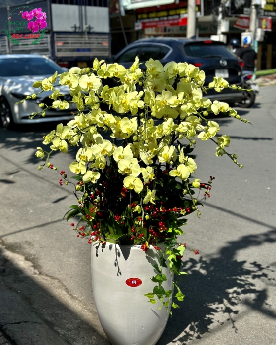 Chậu lan hồ điệp mini Ngày mới nắng lên