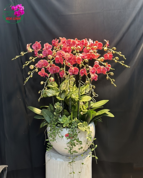 Chậu lan hồ điệp mini Rực rỡ thanh xuân