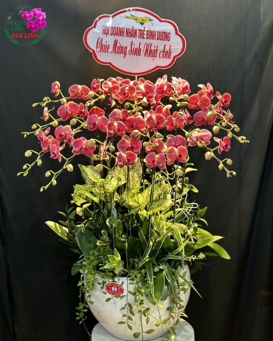 Chậu lan hồ điệp mini Thuận phát an khang