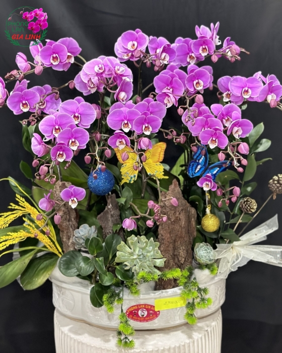 Chậu lan hồ điệp mini Vũ điệu hoa