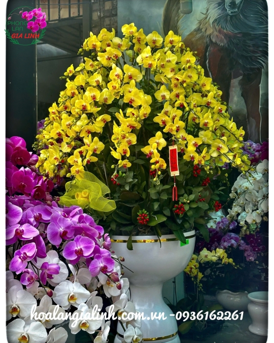 Chậu lan hồ điệp Mua Hoa Chính Gốc Giá Tốt Đảm Bảo