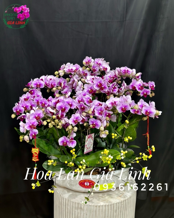 Chậu lan hồ điệp Tết Mùa xuân về