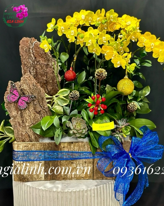 Chậu lan hồ điệp Ngày đầu năm mới
