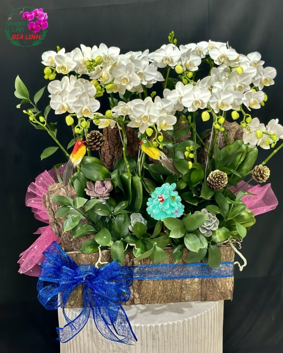 Chậu lan hồ điệp Noel lung linh