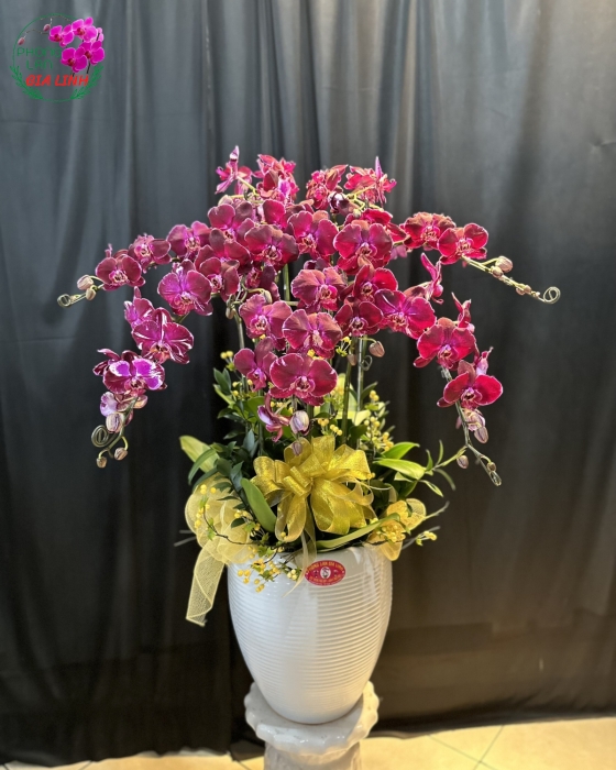 Chậu lan hồ điệp Rực thắm
