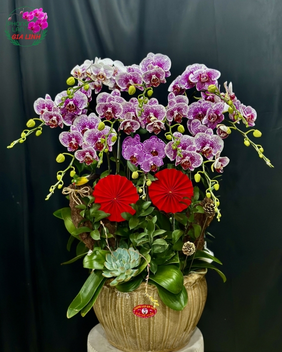 Chậu lan hồ điệp Sum vầy hạnh phúc