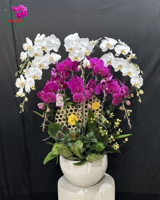 Chậu lan hồ điệp Tết: Ý nghĩa phong thủy vào dịp Tết