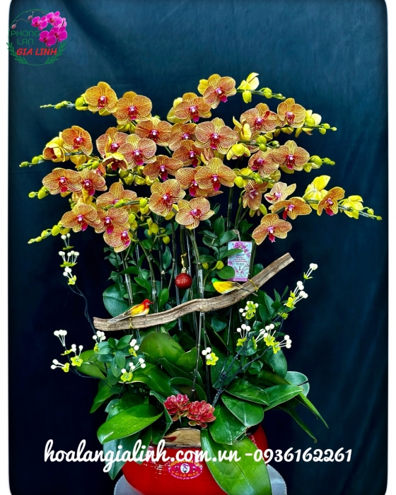 Chậu lan hồ điệp tết Chúc xuân