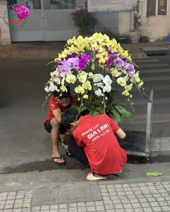 Chậu lan hồ điệp tết đa sắc