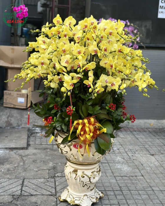 Chậu lan hồ điệp tết đẹp nhất mùa xuân