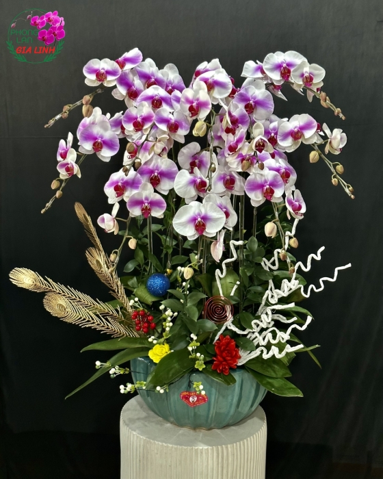 Chậu lan hồ điệp tết Du xuân