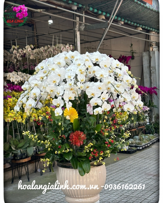 Chậu lan hô điệp têt Hương xuân