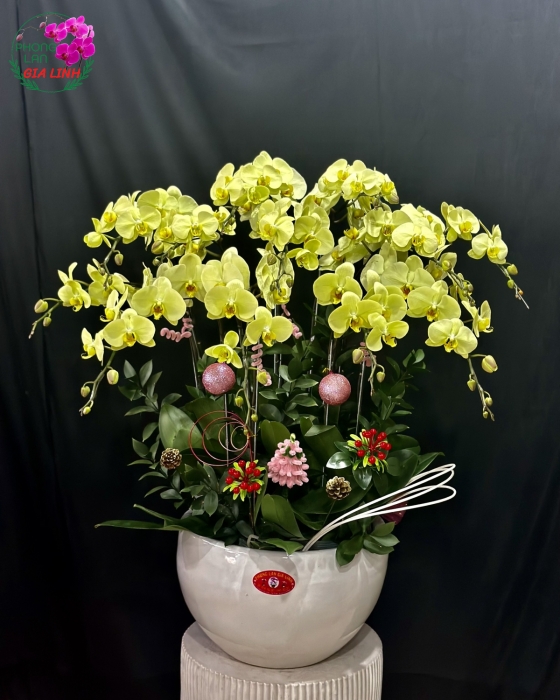 Chậu lan hồ điệp tết Khúc ca an bình