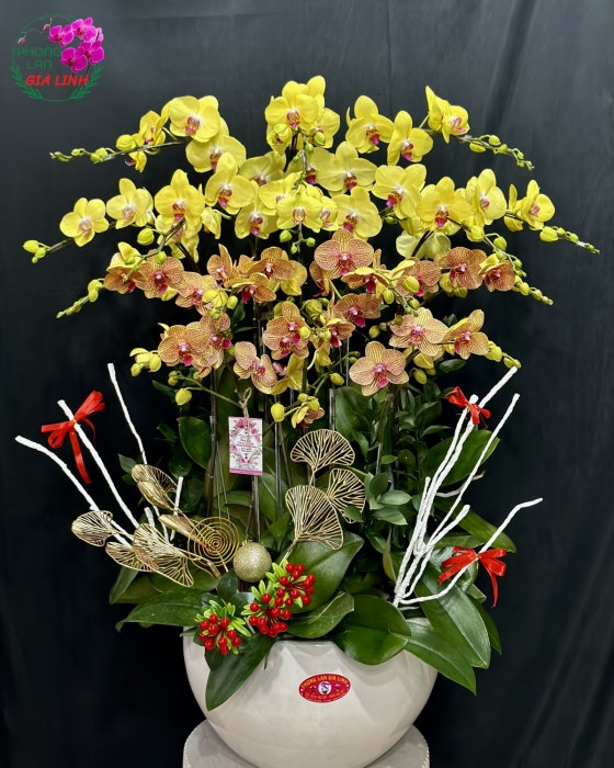 Chậu lan hồ điệp tết Phố xuân