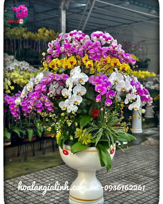 Chậu lan hồ điệp Tết sum vầy
