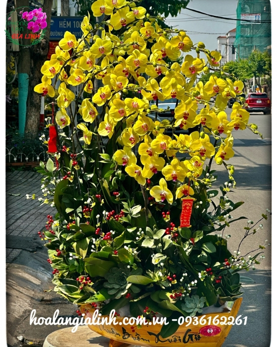 Chậu lan hồ điệp Tết Thuận buồm xuôi gió vàng