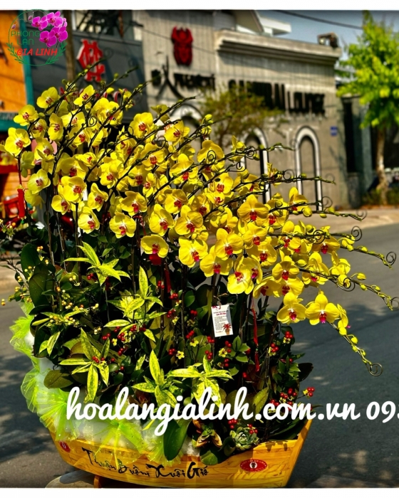 Chậu lan hồ điệp Tết Thuận buồm xuôi gió vàng
