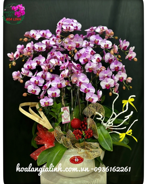 Chậu lan hồ điệp tết đẹp tuyệt sắc xuân