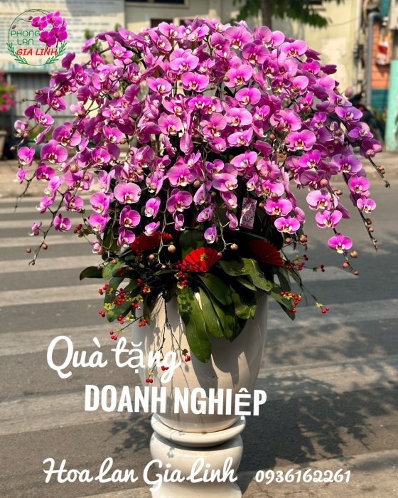 Chậu lan hồ điệp Tiết xuân chan hòa