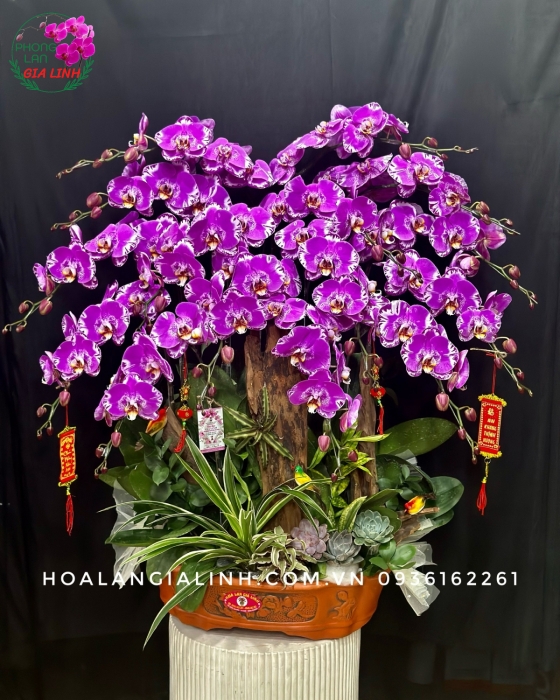 Chậu lan hồ điệp Tím đột biến Mừng xuân rôn ràng
