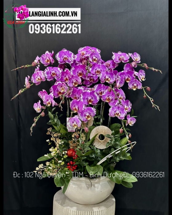 Tổng quan chậu lan hồ điệp đột biến màu tím