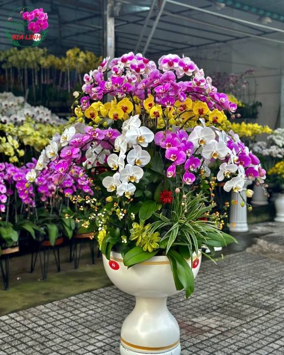 Chậu lan hồ điệp tím Hạnh phúc lớn
