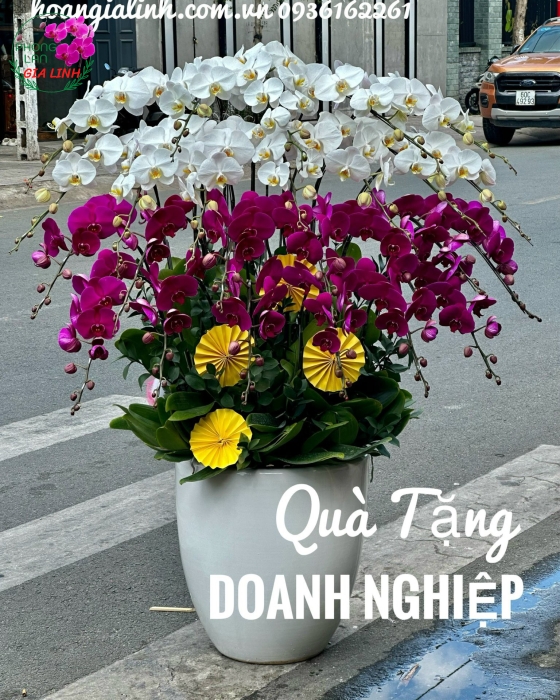 Chậu lan hồ điệp tím Hạnh phúc ngọt ngào