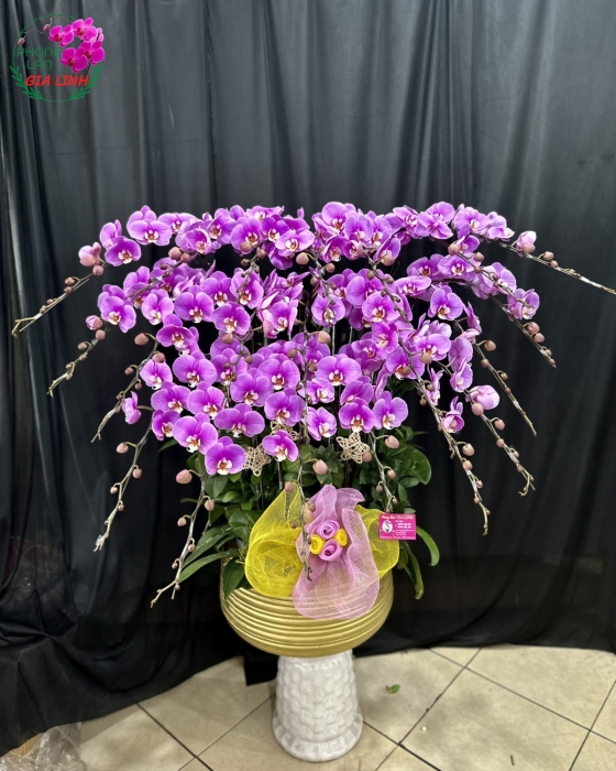Chậu lan hồ điệp tím hồng phát