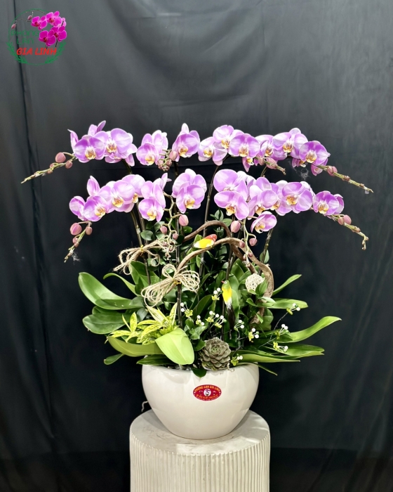 Chậu lan hồ điệp tím Lãng mạn