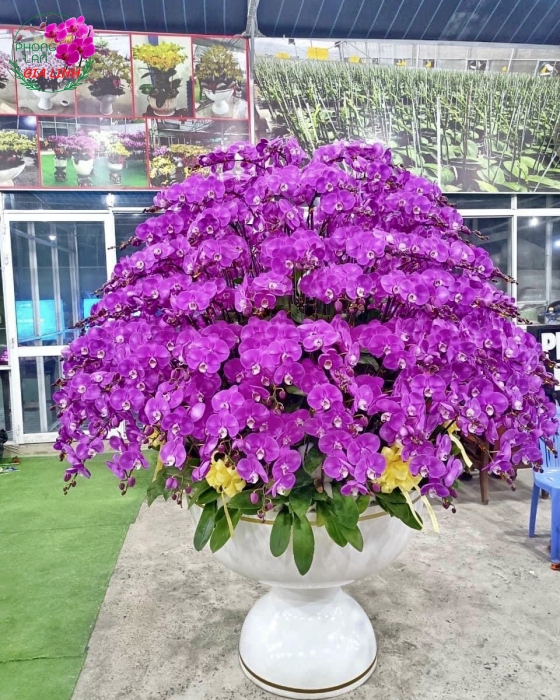 Chậu Lan Hồ Điệp Tím Lớn Được Ưa Chuộng Nhất