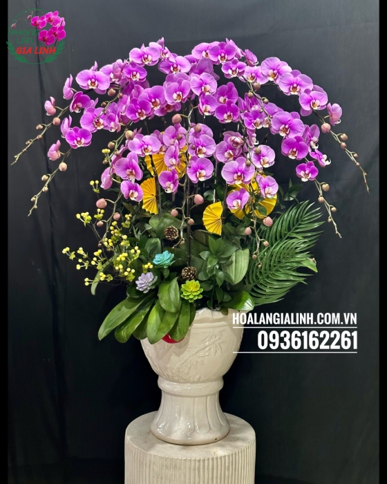 Chậu lan hồ điệp tím Nét đẹp tinh tế
