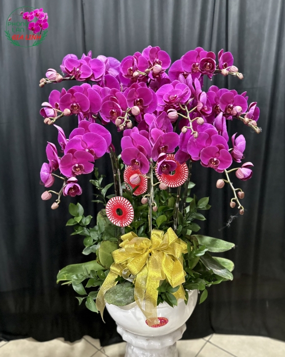 Chậu lan hồ điệp tím Ngày càng thăng tiến