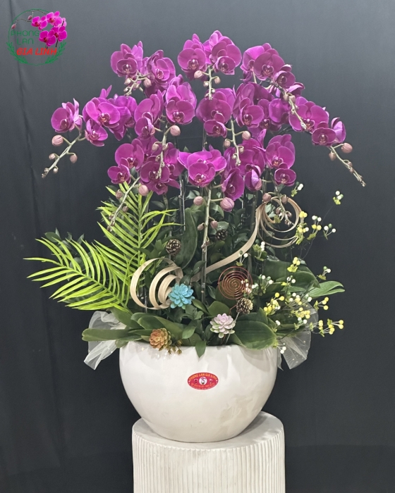 Chậu lan hồ điệp tím Sự thanh tao