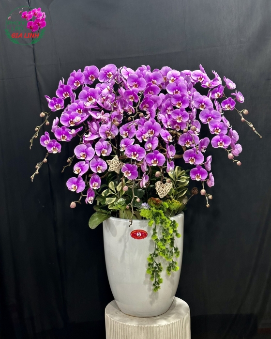 Chậu lan hồ điệp tím Vạn niềm vui