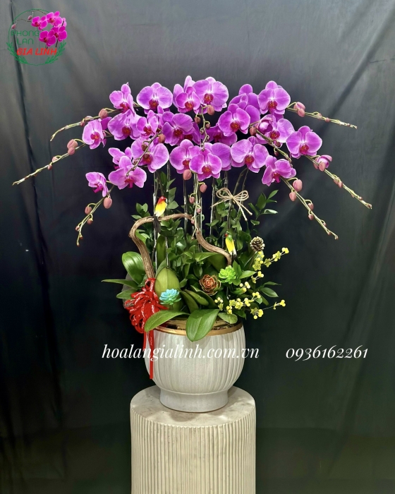 Chậu lan hồ điệp tím Vẻ đẹp quý phái