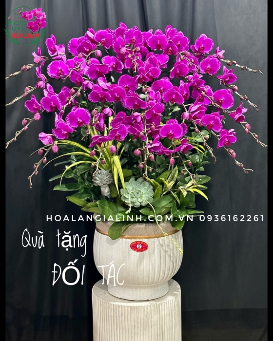 Chậu lan hồ điệp tím  Vũ khúc hoa