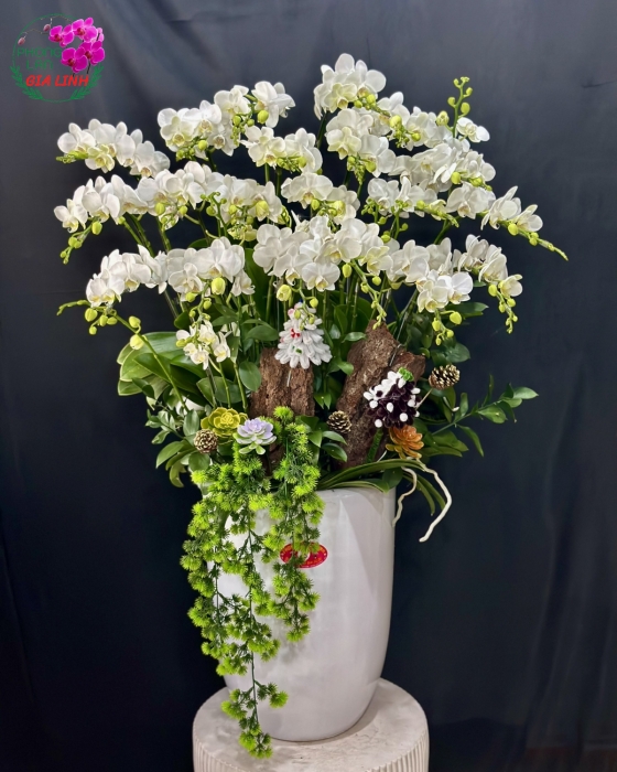Chậu lan hồ điệp trắng Đón xuân
