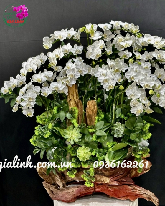 Chậu lan hồ điệp trắng Hương gió xuân