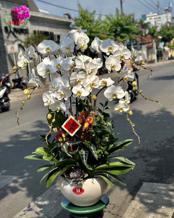 Chậu lan hồ điệp trắng lộc đến nhà